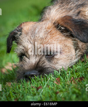 Ein Border Terrier Hund, fünf Monate alt Stockfoto