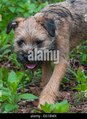 Ein Border Terrier Hund, fünf Monate alt Stockfoto