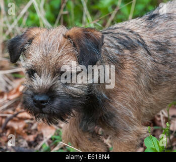 Ein Border Terrier Hund, fünf Monate alt Stockfoto