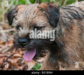 Ein Border Terrier Hund, fünf Monate alt Stockfoto