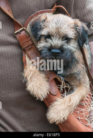 Ein Border Terrier Hund, fünf Monate alt war, saß in einer Jagdtasche Stockfoto