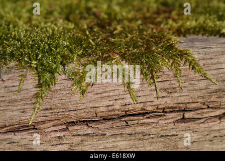 Zypresse-leaved Zopf-Moos, Hypnum cupressiforme Stockfoto