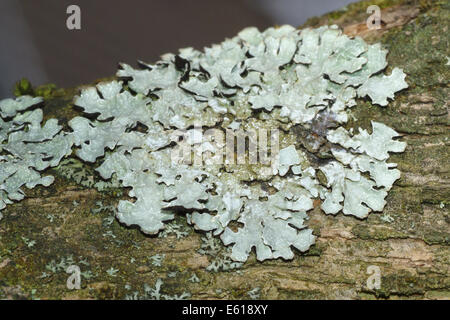 Flechten, Hypogymnia physodes Stockfoto