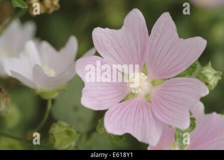 Malve Garten Baum, Lavatera thuringiaca Stockfoto