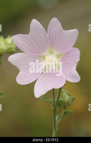 Malve Garten Baum, Lavatera thuringiaca Stockfoto