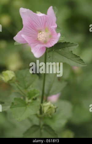 Malve Garten Baum, Lavatera thuringiaca Stockfoto