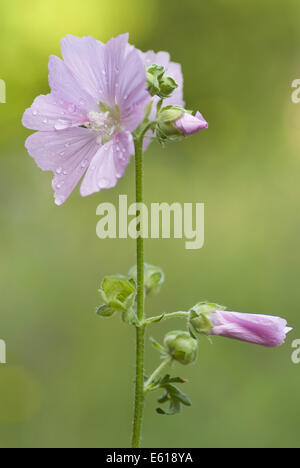 größere Moschusmalve, Malva alcea Stockfoto