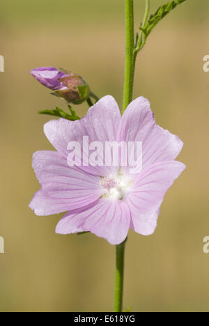 Moschusmalve, Malva moschata Stockfoto