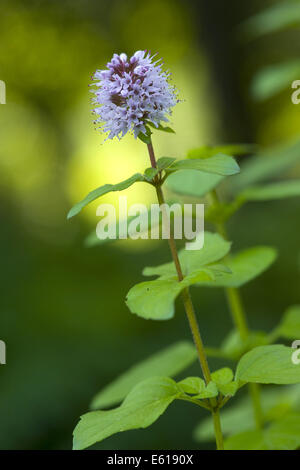 Wasser-Minze, Mentha aquatica Stockfoto