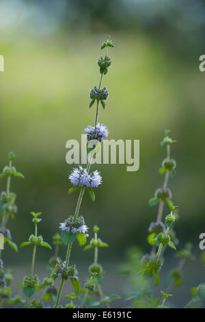 Europäische Poleiminze, Mentha pulegium Stockfoto