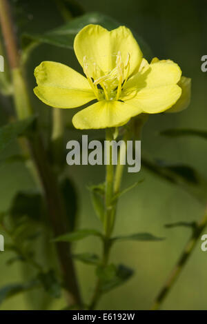 gemeinsamen Nachtkerze, Oenothera biennis Stockfoto