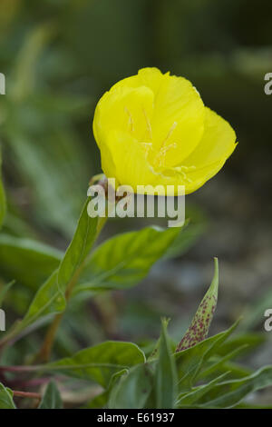 Missouri-Nachtkerze, Oenothera macrocarpa Stockfoto