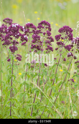 Oregano, Origanum vulgare Stockfoto