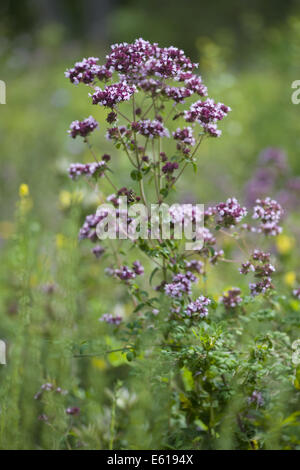 Oregano, Origanum vulgare Stockfoto