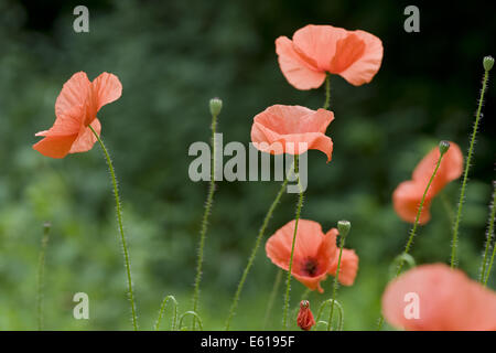 Blindeyes, Papaver dubium Stockfoto