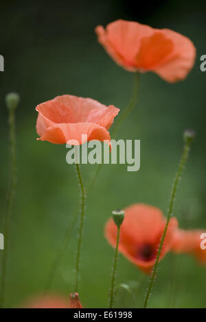 Blindeyes, Papaver dubium Stockfoto