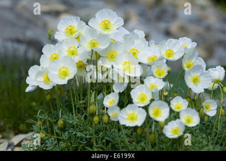 Salzburg Alpin Mohn, Papaver Alpinum Ssb. sendtneri Stockfoto