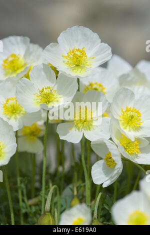 Salzburg Alpin Mohn, Papaver Alpinum Ssb. sendtneri Stockfoto