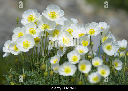 Salzburg Alpin Mohn, Papaver Alpinum Ssb. sendtneri Stockfoto