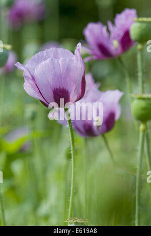 Schlafmohn, Papaver somniferum Stockfoto