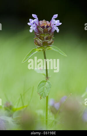 gemeinsamen Self-heal, Prunella vulgaris Stockfoto