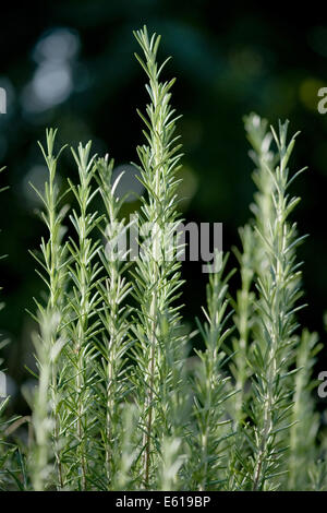 Rosmarin, Rosmarinus officinalis Stockfoto