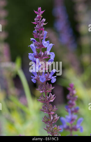 Wald-Salbei, Salvia nemorosa Stockfoto