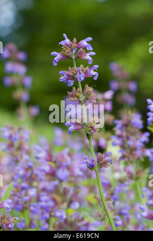 gemeinsamen Salbei, Salvia officinalis Stockfoto