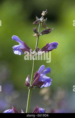 gemeinsamen Salbei, Salvia officinalis Stockfoto
