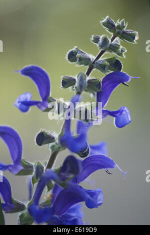 Wiese Clary, Salvia pratensis Stockfoto