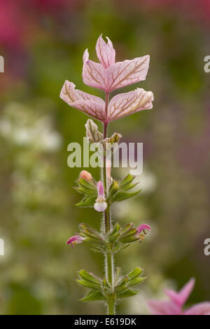 jährliche Clary, Salvia viridis Stockfoto