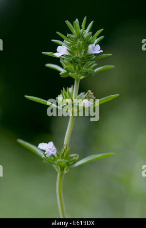 Bohnenkraut, Satureja hortensis Stockfoto