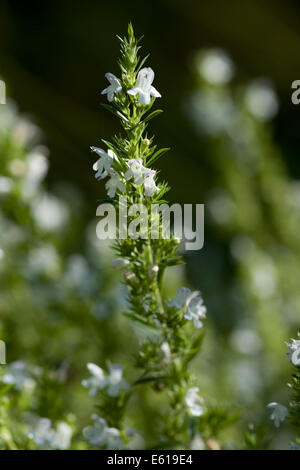 Winter-Bohnenkraut, Satureja montana Stockfoto