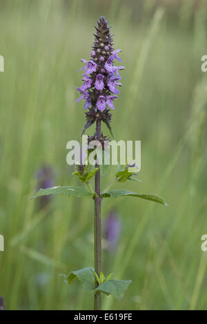 Marsh Woundwort, Niederwendischen palustris Stockfoto