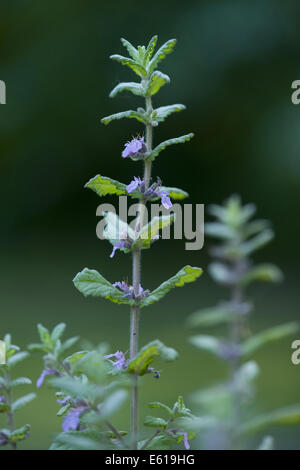 Wasser-Gamander, Teucrium scordium Stockfoto