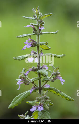 Wasser-Gamander, Teucrium scordium Stockfoto