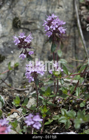 Kriechender Thymian, Thymus Praecox SSP. polytrichus Stockfoto