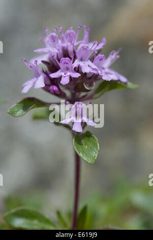 Kriechender Thymian, Thymus Praecox SSP. polytrichus Stockfoto