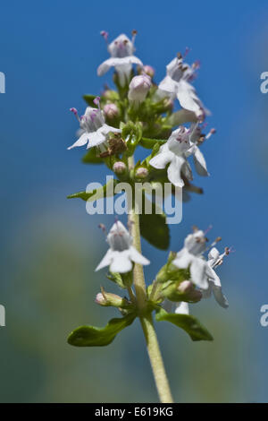 gemeinsamen Thymian, Thymus vulgaris Stockfoto