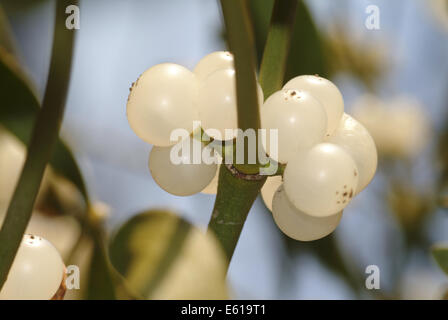 Mistel, Viscum Album SSP. album Stockfoto