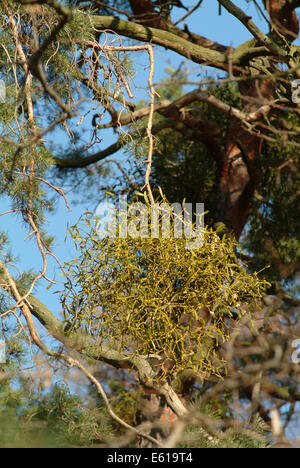 Mistel, Viscum Album SSP. austriacum Stockfoto