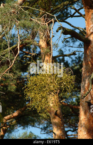 Mistel, Viscum Album SSP. austriacum Stockfoto