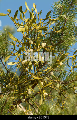 Mistel, Viscum Album SSP. austriacum Stockfoto