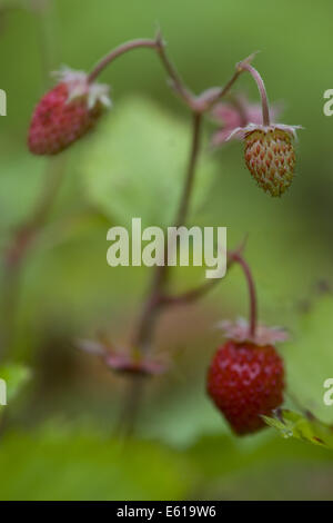 Erdbeere, Fragaria vesca Stockfoto