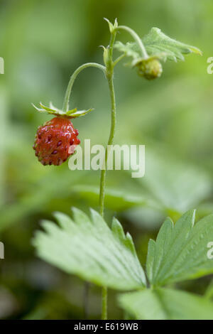 Erdbeere, Fragaria vesca Stockfoto