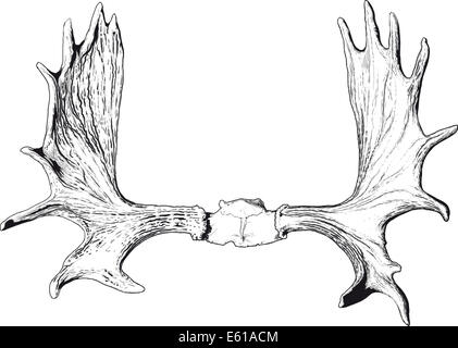 Elch Geweih Stockfoto