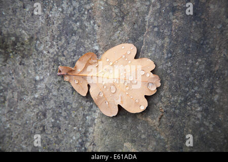 Eine einzelne gefallene Eiche Blatt im Herbst mit Regen fällt auf York Stein in einem Englischen Garten in Surrey, England Stockfoto