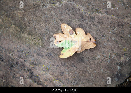 Eine einzelne gefallene Eiche Blatt im Herbst mit Regen fällt auf York Stein in einem Englischen Garten in Surrey, England Stockfoto