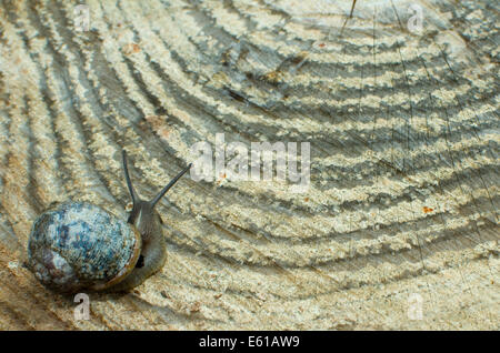 Garten-Schnecke auf Kiefer-Log zeigt Jahresringe. Stockfoto