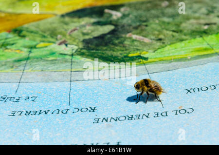 . Navigieren Sie wie Bienen.  Biene auf die Tabelle d'orietation auf dem Gipfel des Puy Mary, Auvergne, Frankreich Stockfoto